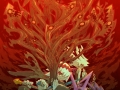 Dragon Marked for Death (2)